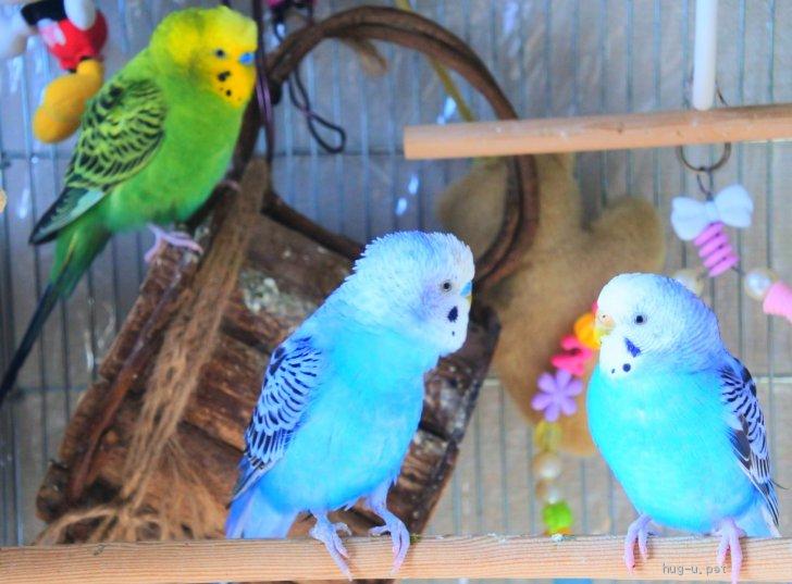 初発情期も終わりです。 | インコ中心なブログ