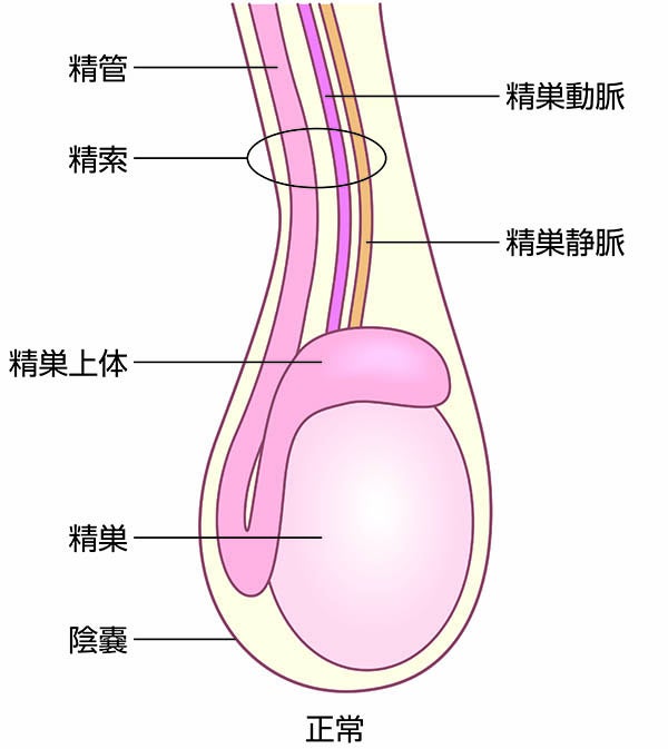 睾丸マッサージによるEDや勃起改善ならジャップカサイLEONAS1