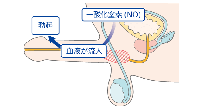 前立腺肥大症の症状・診断・治療について｜守口敬仁会病院