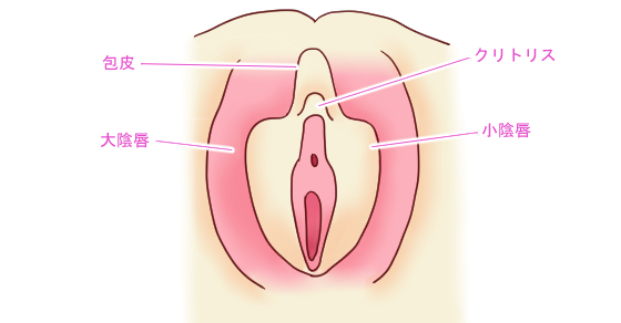 女性が感じる仕組みとは？オーガズムとスキーン腺の関係について解説 | コラム一覧｜  東京の婦人科形成・小陰唇縮小・婦人科形成（女性器形成）・包茎手術・膣ヒアルロン酸クリニック