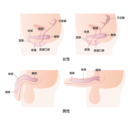 女性が中イキしやすくなる方法やコツからできない原因まで解説 | コラム一覧｜ 東京の婦人科形成・小陰唇縮小・婦人科形成（女性 器形成）・包茎手術・膣ヒアルロン酸クリニック