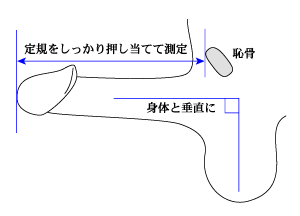 日本人の勃起時チン長は12cm弱！研究基づいたペニスの正確な長さ – メンズ形成外科