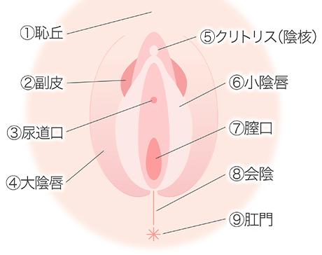 まんこ（女性器）の７つの性感帯攻略マニュアル | セクテクサイト