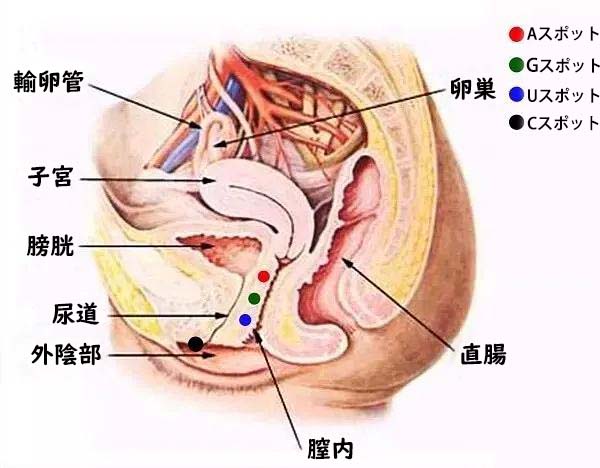 Gスポットは「点」じゃない！ 絶対に見つかるとは限らないのは本当？ |