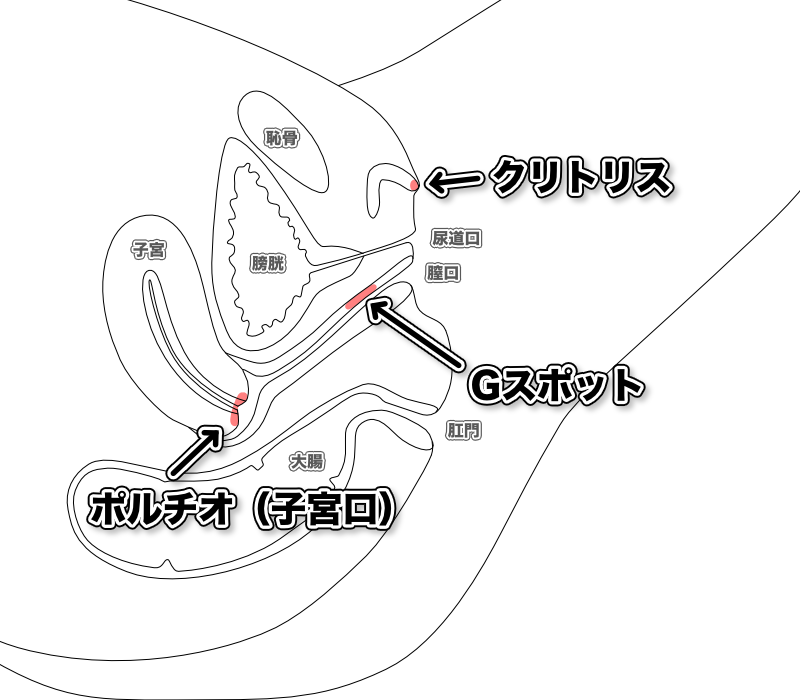 Gスポットの見つけ方と開発方法！攻め方やおすすめ体位を徹底解説｜風じゃマガジン