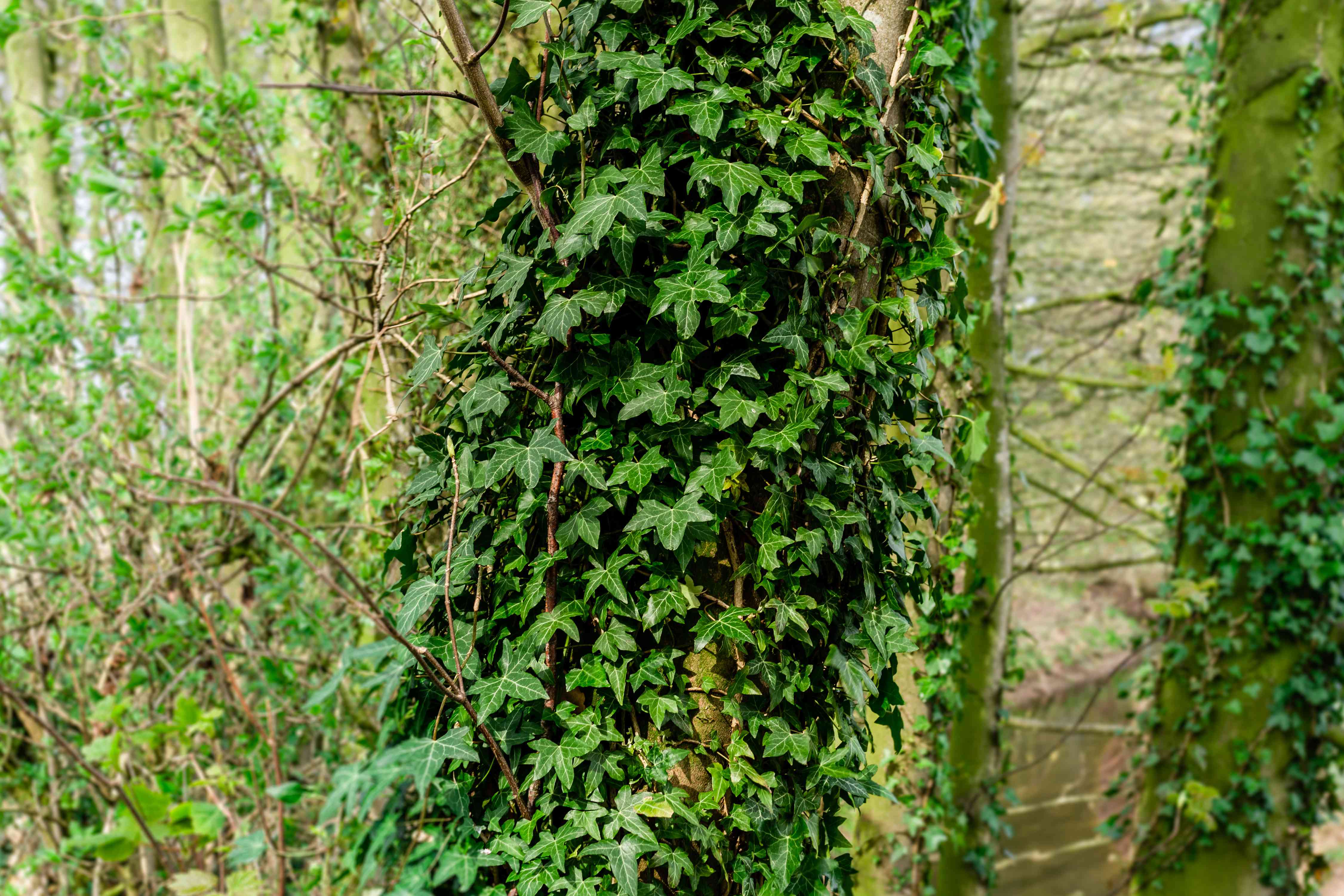 The Boston Ivy,