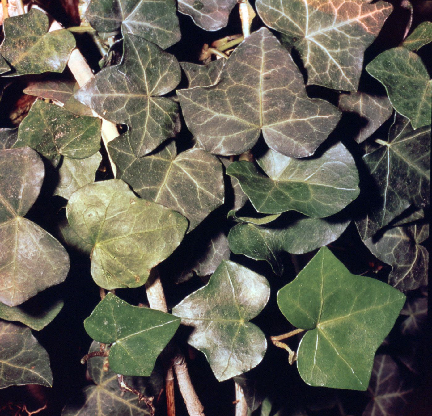 Ivy Leaf: Health Benefits,