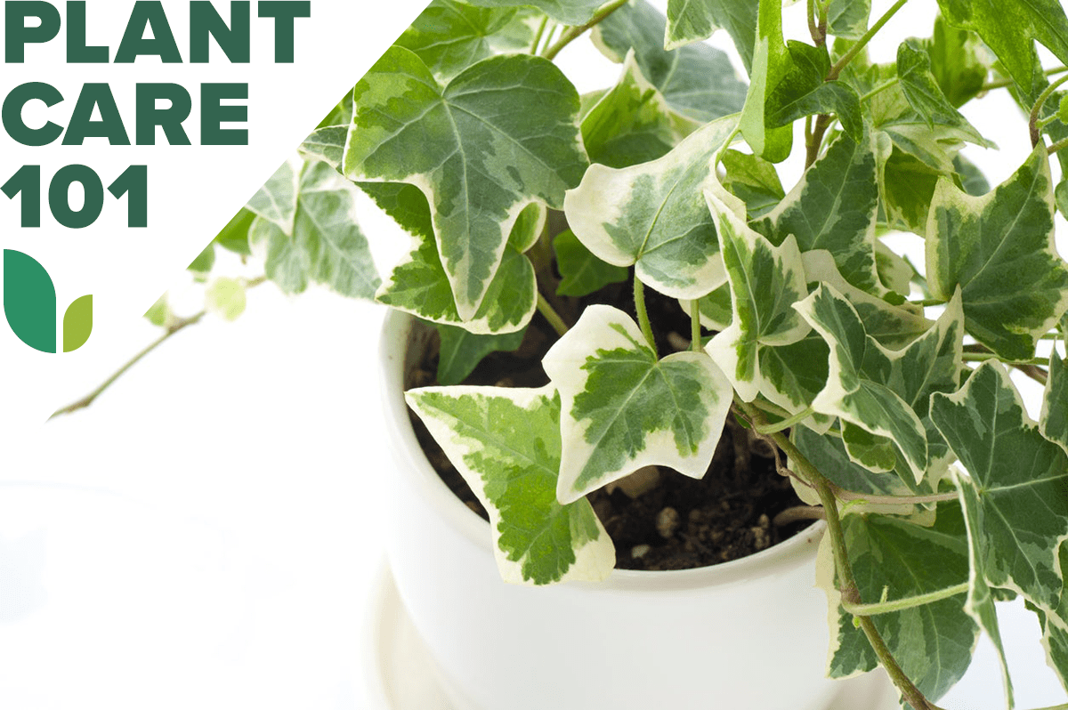 Plant guide: ivy — Victoria