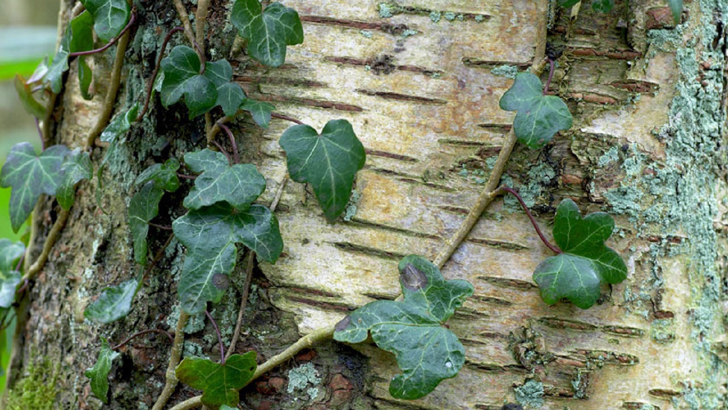 ENGLISH IVY (Hedera helix) -