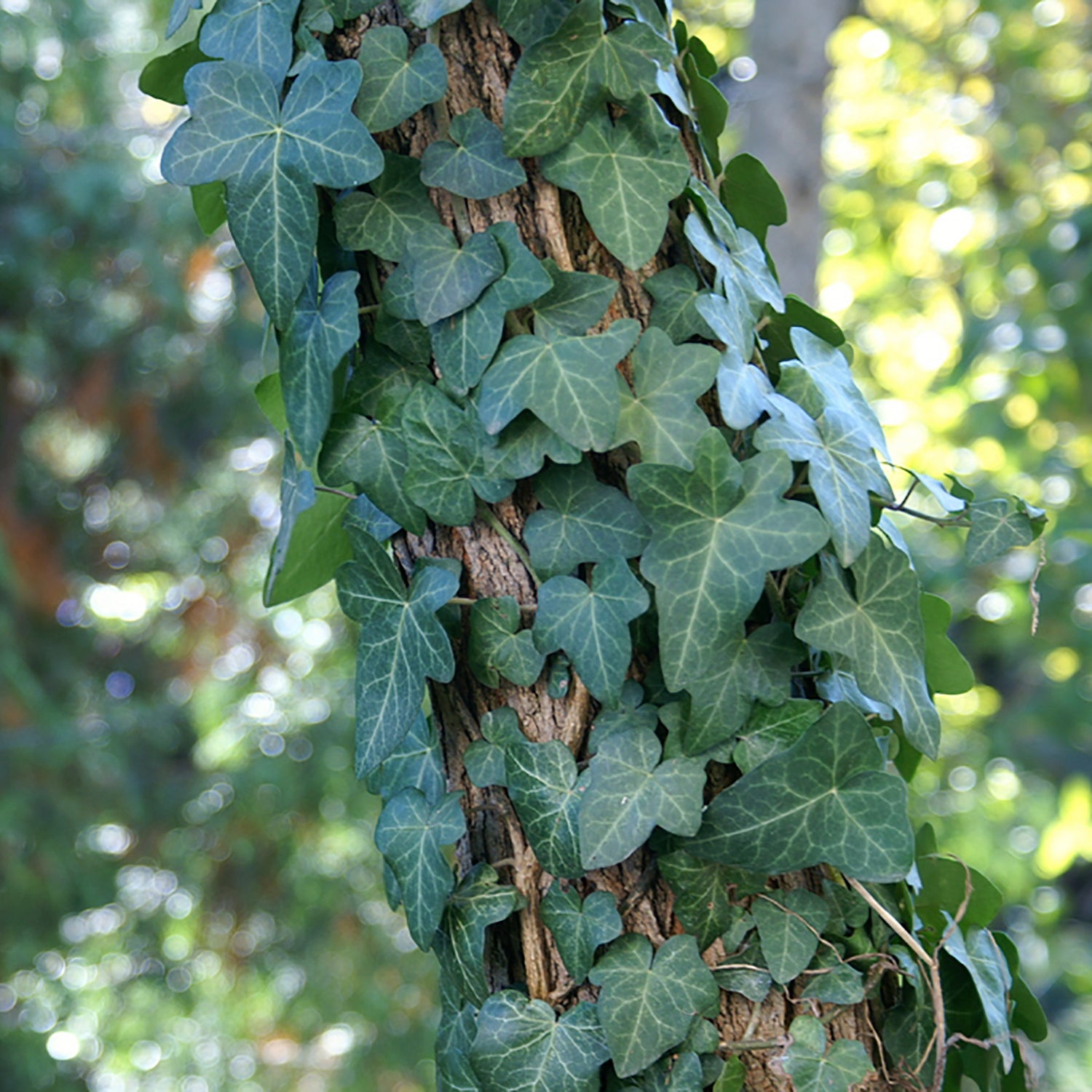 English Ivy Care Plant -