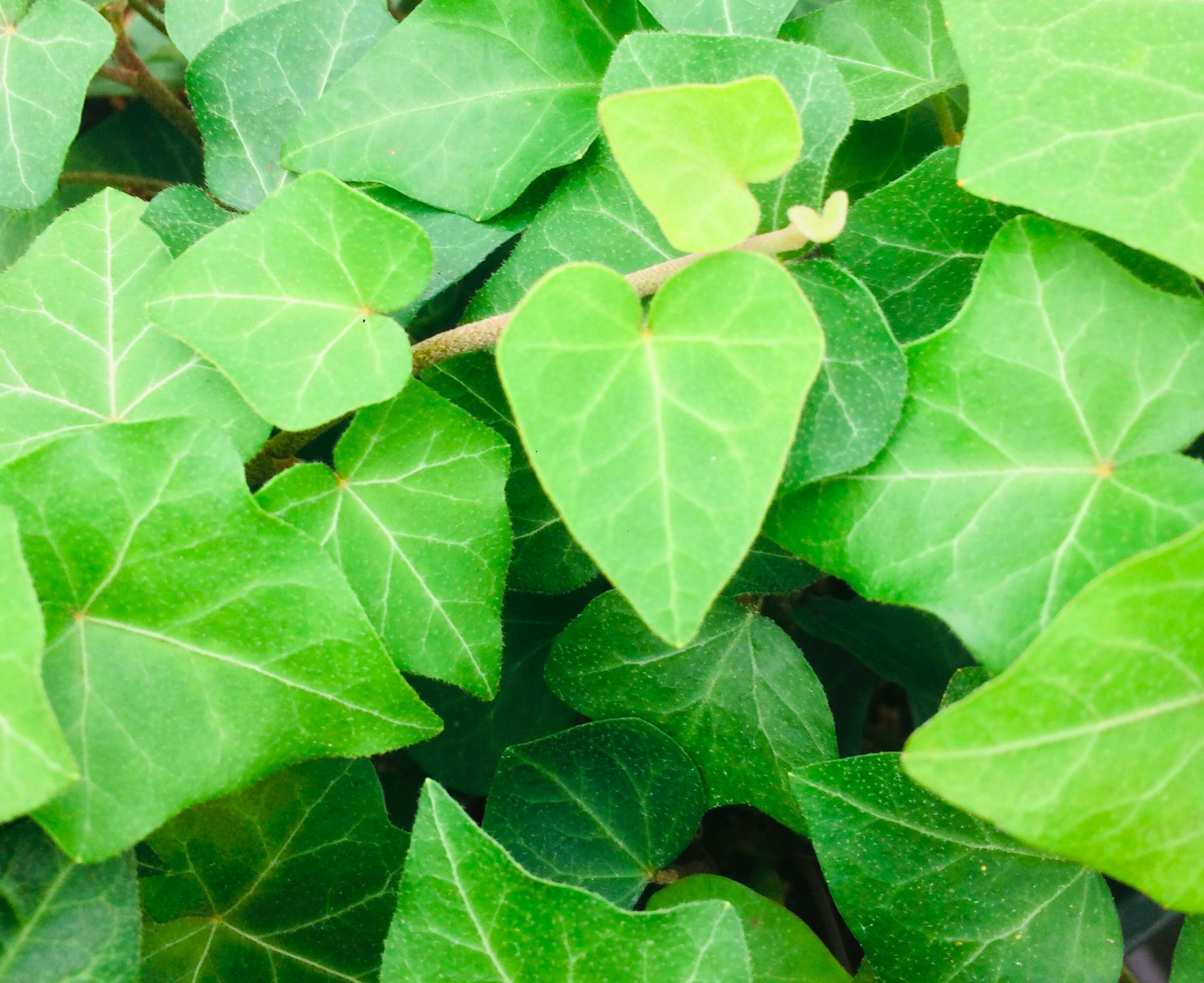 Ivy (Hedera helix)